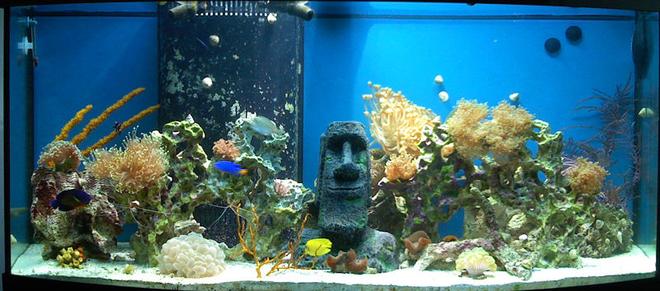 72 gallons reef tank (mostly live coral and fish) - My new addition in my 72 gal bowfront!