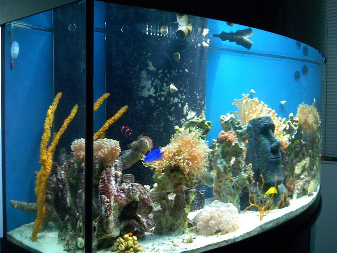 fish tank picture - Side Shot
