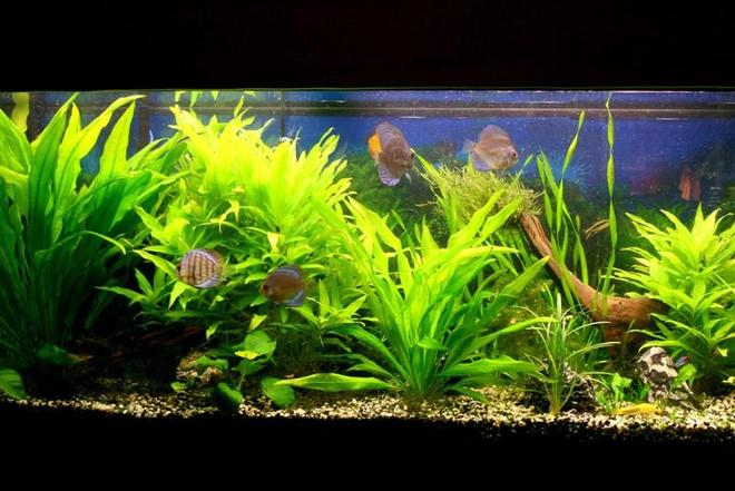 55 gallons planted tank (mostly live plants and fish) - 55 gallon planted discus tank 1/1/08