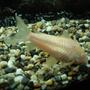 freshwater fish - corydoras aeneus - albino aeneus cory cat stocking in 110 gallons tank - the albino cat fish
