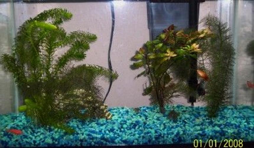 Rated #4271: 10 Gallons Freshwater Fish Tank - This is my 10 gal. community tank.
