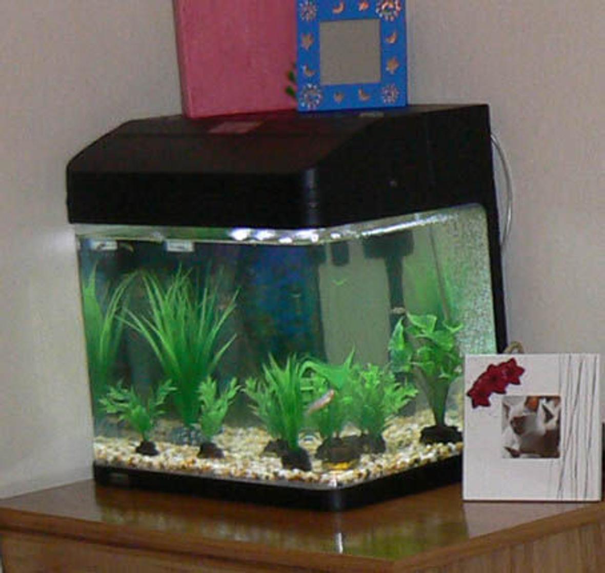 20 gallons planted tank (mostly live plants and fish) - tank at night