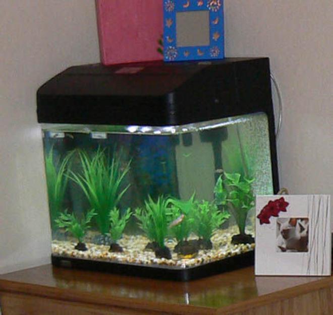 20 gallons planted tank (mostly live plants and fish) - tank at night