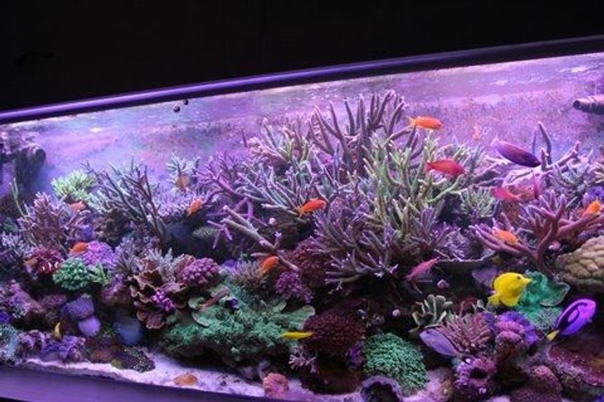 Rated #2: 220 Gallons Reef Tank - yoda's tank