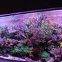 220 gallons reef tank (mostly live coral and fish) - yoda's tank