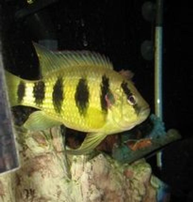 freshwater fish - astatotilapia latifasciata - zebra obliquidens stocking in 100 gallons tank - dave