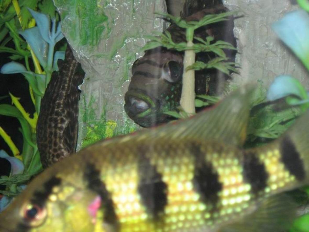 freshwater fish - nandopsis octofasciatum - jack dempsey stocking in 100 gallons tank - open mouth
