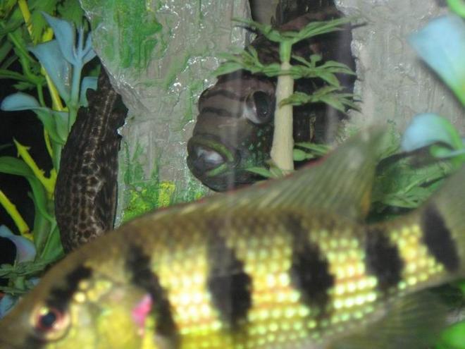 freshwater fish - nandopsis octofasciatum - jack dempsey stocking in 100 gallons tank - open mouth