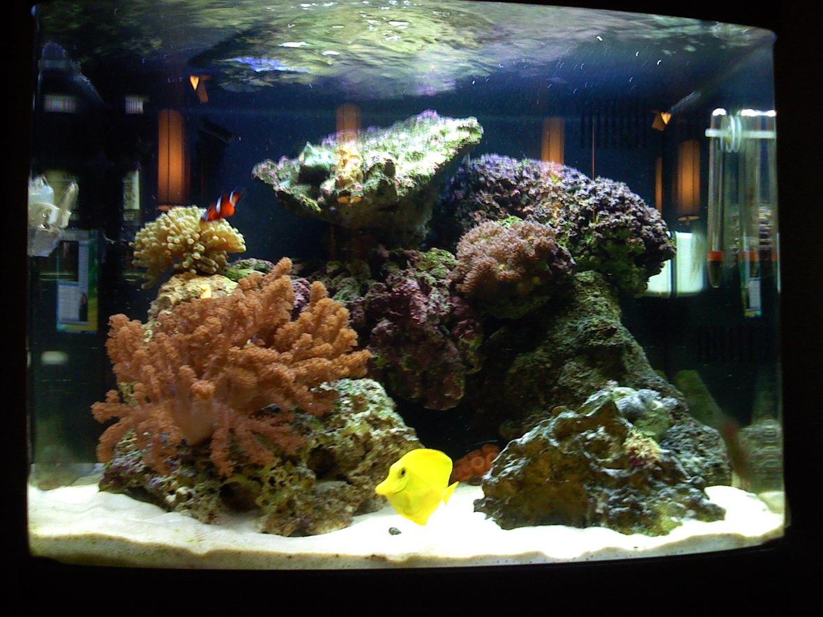 29 gallons reef tank (mostly live coral and fish) - 29 Gallon, First Saltwater tank.