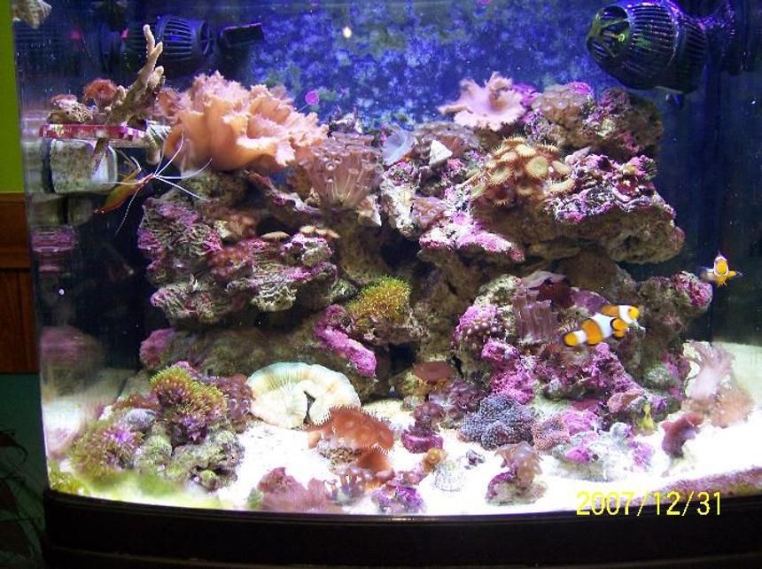 Rated #106: Reef Tank - FTS.