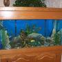 90 gallons freshwater fish tank (mostly fish and non-living decorations) - my 90 gal