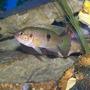 freshwater fish - hemichromis bimaculatus - jewel cichlid stocking in 90 gallons tank - jewled chilid