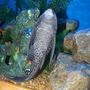 freshwater fish - glyptoperichthys gibbiceps - sailfin pleco (l-83) stocking in 90 gallons tank - my big pleco