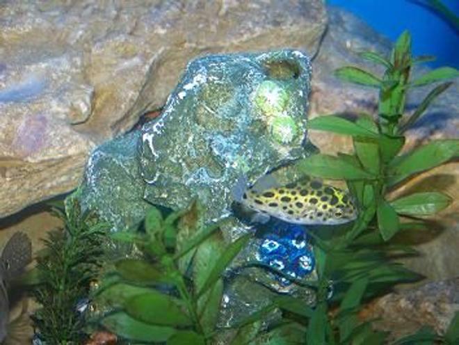 freshwater fish - tetraodon nigroviridis - green spotted puffer stocking in 90 gallons tank - spotted puffer