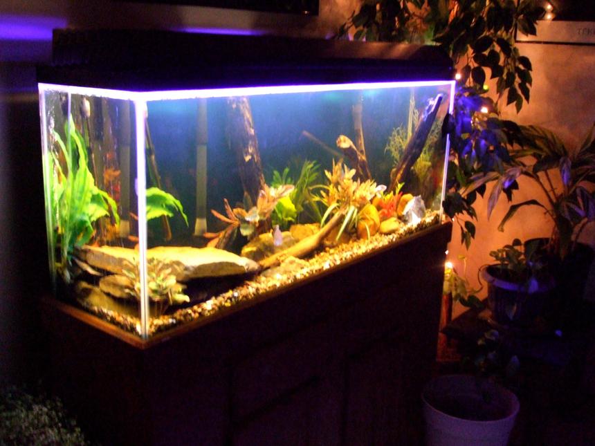 Rated #1317: 55 Gallons Freshwater Fish Tank - The final outcome surrounded by some of my plants and set to the mood .