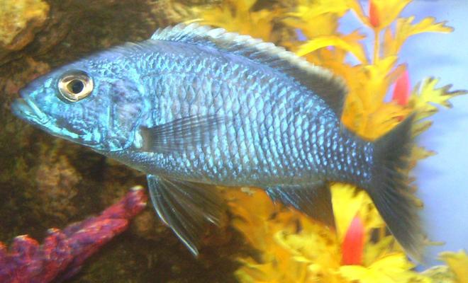 freshwater fish - sciaenochromis ahli - electric blue cichlid stocking in 90 gallons tank - Ahli Cichlid Good Health