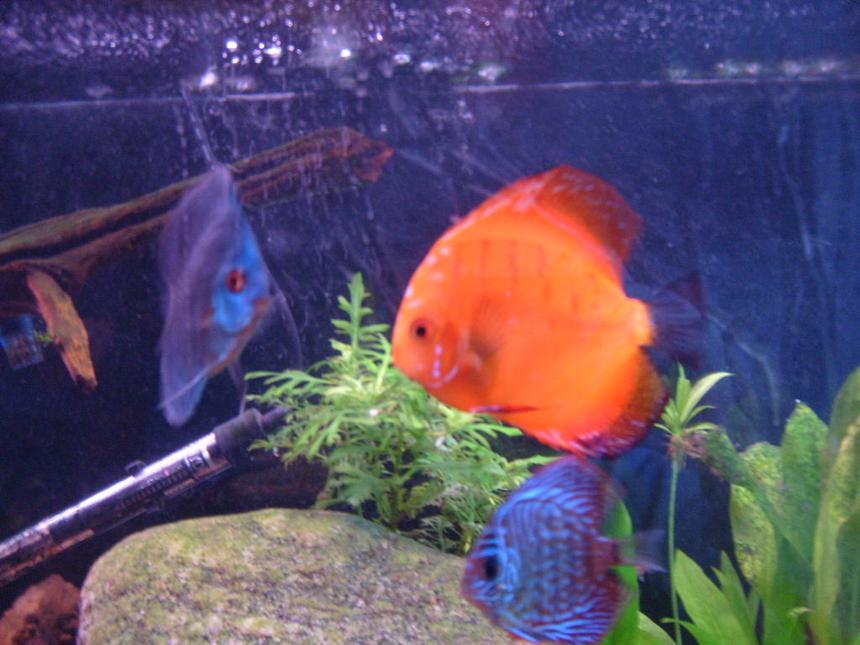 Rated #110: Freshwater Fish - Symphysodon Sp. - Red Marlboro Discus Stocking In 55 Gallons Tank - these are 3 of my discus i think that discus are the coolest fish ever if my girlfriend told me i could only have one tank the saltwater ones would have to go in favor of my discus.