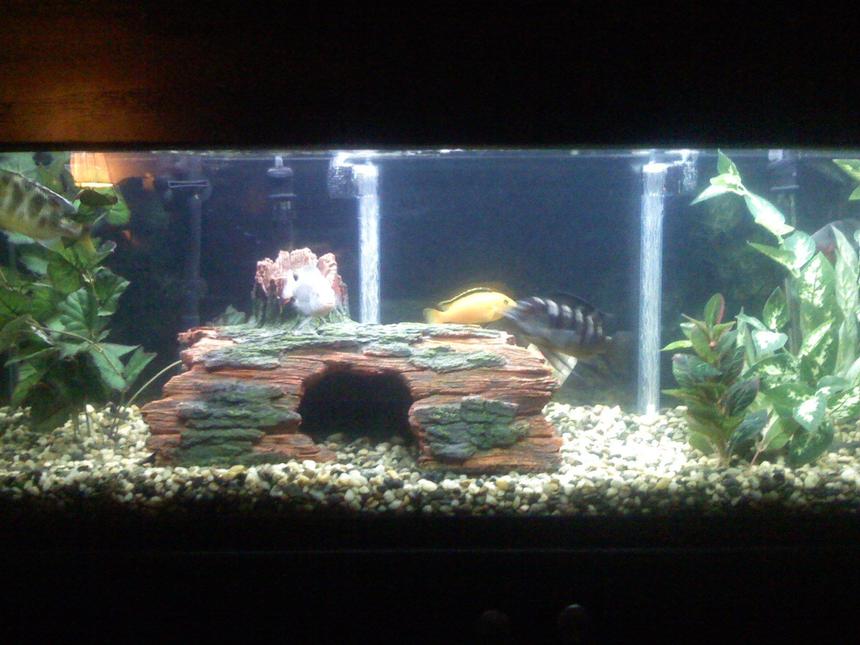 Rated #2931: 60 Gallons Freshwater Fish Tank - a 60 gallon tank that contains 10 total fish, 3 south american and 6 african cichlids and one placostamous, two filters used a canister and undergravel filter