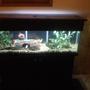 fish tank picture - a 60 gallon tank that contains 10 total fish, 3 south american and 6 african cichlids and one placostamous, two filters used a canister and undergravel filter, photo of the tank with the stand and canopy , sorry for being a bit blurred