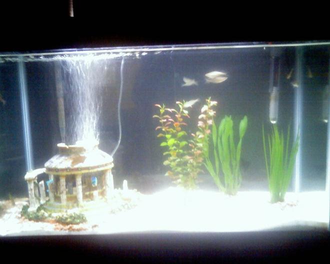 30 gallons freshwater fish tank (mostly fish and non-living decorations) - More updated picture
