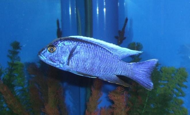 freshwater fish - sciaenochromis ahli - electric blue cichlid stocking in 280 gallons tank - My Electric Blue Cichlid.