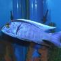 freshwater fish - sciaenochromis ahli - electric blue cichlid stocking in 280 gallons tank - My Electric Blue Cichlid.