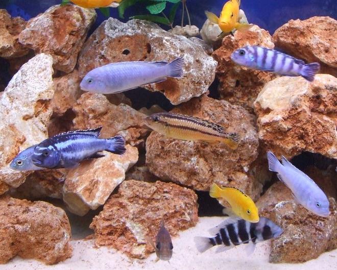 freshwater fish - melanochromis auratus - auratus cichlid stocking in 280 gallons tank - A mixture.