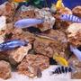 freshwater fish - melanochromis auratus - auratus cichlid stocking in 280 gallons tank - A mixture.