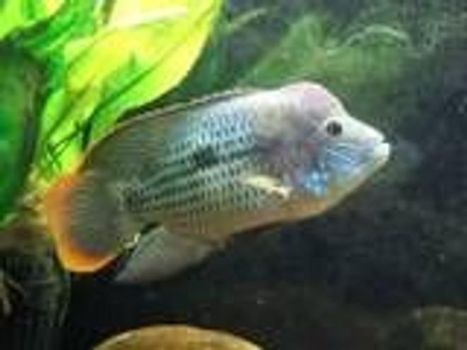 freshwater fish - aequidens rivulatus - green terror stocking in 150 gallons tank - Breedng pair Aequidens Riulatus.