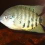freshwater fish - archocentrus centrarchus - flier cichlid stocking in 150 gallons tank - Breeding pair Archocentrus centrachus
