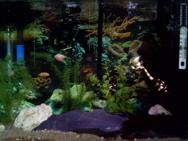 37 gallons freshwater fish tank (mostly fish and non-living decorations) - Trying my best.