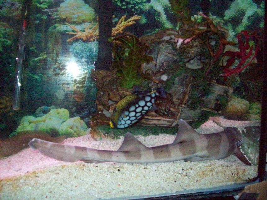 Rated #53: 90 Gallons Saltwater Fish Tank - clown trigger + banded shark