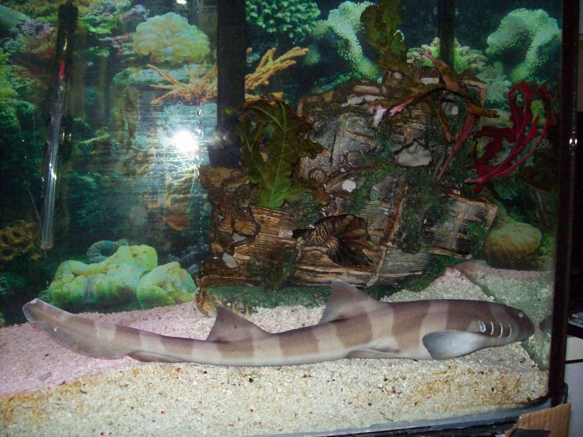 saltwater fish - chiloscyllium punctatum - cat shark, black banded stocking in 90 gallons tank - banded shark
