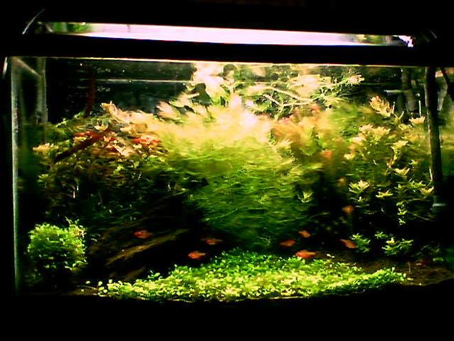 29 gallons planted tank (mostly live plants and fish) - 29 gallon, bad phone pic