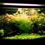 29 gallons planted tank (mostly live plants and fish) - 29 gallon, bad phone pic