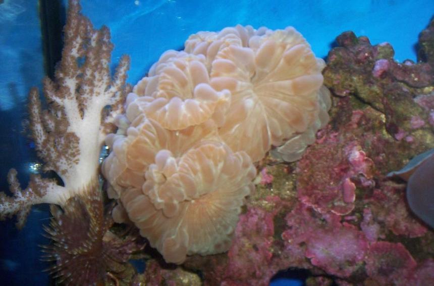 Rated #428: Corals Inverts - Nemanzophyllia Turbida - Fox Coral Stocking In 55 Gallons Tank - 2008