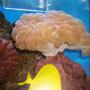 corals inverts - plerogyra sinuosa - bubble coral stocking in 55 gallons tank - 2008