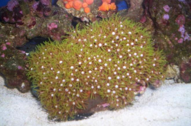 corals inverts - briareum sp. - starburst polyp stocking in 55 gallons tank - 2008