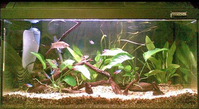 15 gallons planted tank (mostly live plants and fish) - my aqua with 2 extra anubias