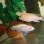 freshwater fish - maylandia estherae - cherry red cichlid stocking in 70 gallons tank - couple maylandia