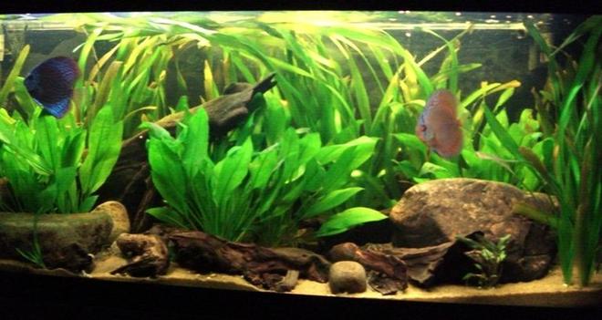 150 gallons planted tank (mostly live plants and fish) - 220l South American Biotope.