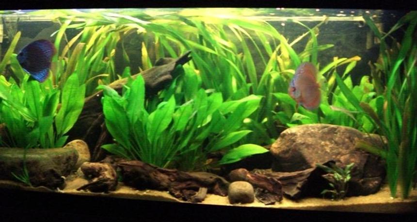 Rated #73: 150 Gallons Planted Tank - 220l South American Biotope.