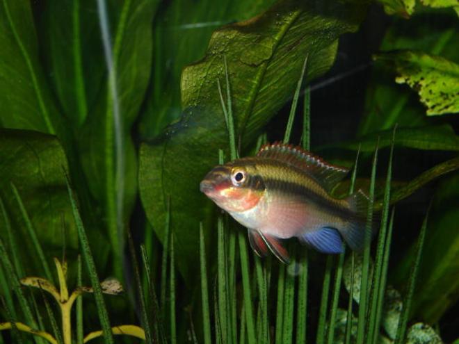 freshwater fish - pelvicachromis pulcher - kribensis cichlid stocking in 65 gallons tank - Male kribensis