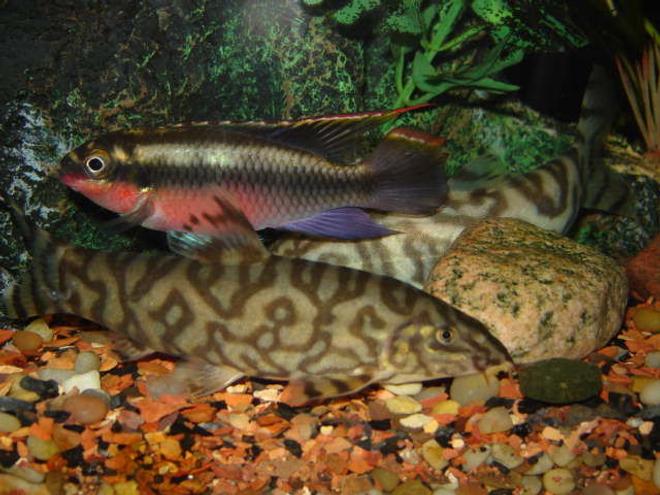 freshwater fish - pelvicachromis pulcher - kribensis cichlid stocking in 65 gallons tank - Krib & Yoyo