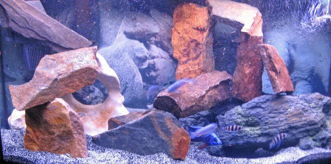 46 gallons freshwater fish tank (mostly fish and non-living decorations) - New set up on 46 gallon bowfront