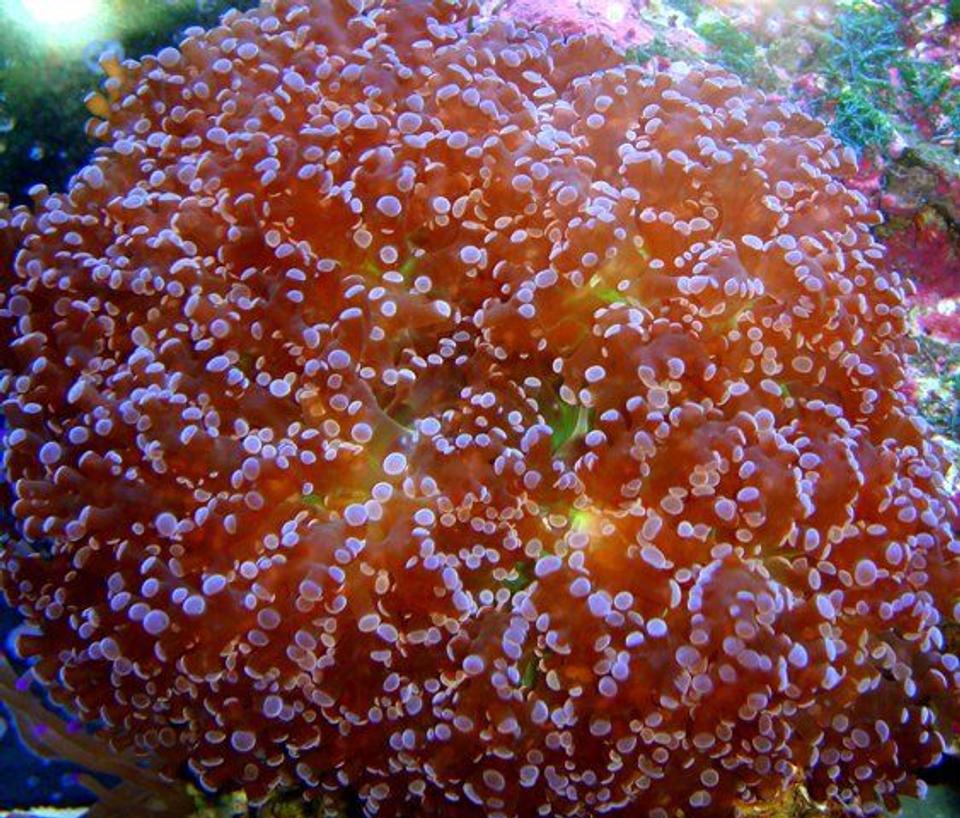 corals inverts - euphyllia paradivisa - frogspawn coral stocking in 46 gallons tank - Red Frogspawn