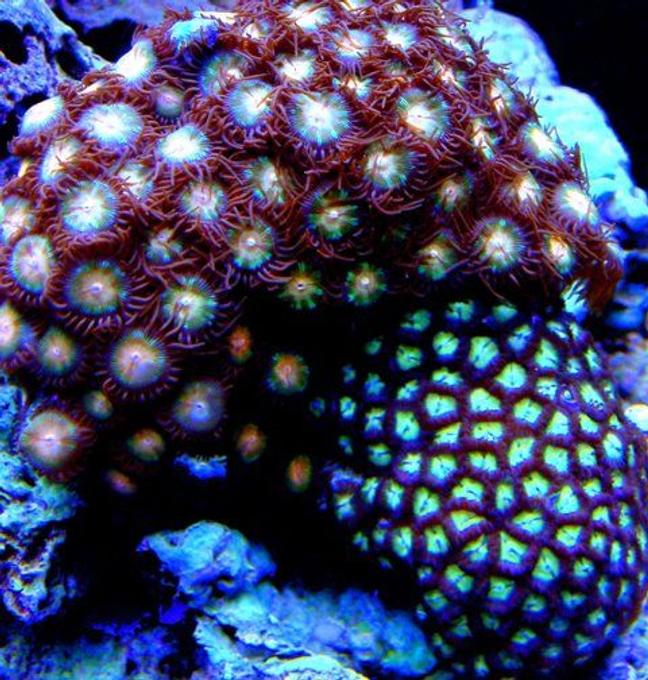 corals inverts - zoanthus sp. - starburst zoanthids stocking in 46 gallons tank - Green and Pink Zoas