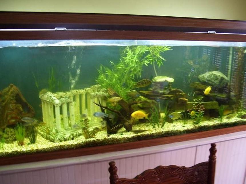 Rated #257: 150 Gallons Freshwater Fish Tank - 150 gallon cichlid tank