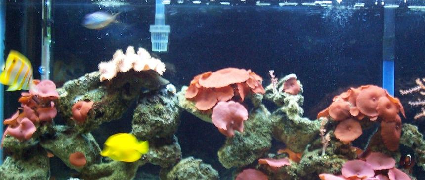 Rated #139: 55 Gallons Reef Tank - 55 gallon
