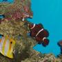 saltwater fish - chelmon rostratus - copperband butterflyfish stocking in 55 gallons tank - Some of my Fish
